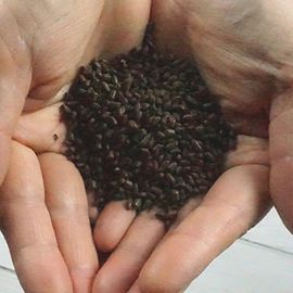 Nanda Life Premium Roasted Cassia Seed Tea 50 Tea Bags 100% Korean Natural Herb Tea Caffeine-Free Clear Vision Daily Wellness _ Made in Korea